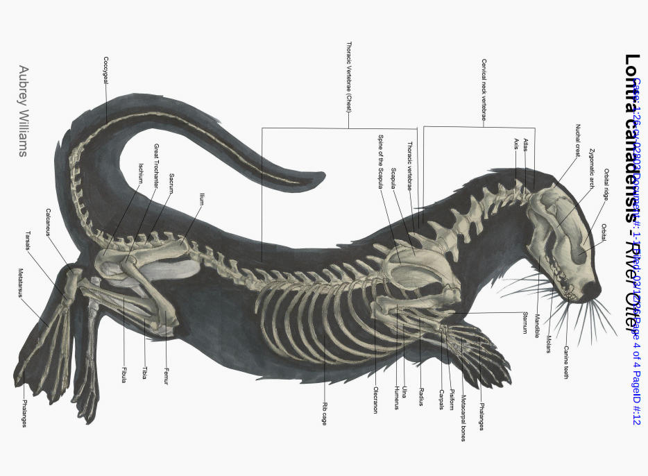 Aubrey 北美水獭骨骼结构图