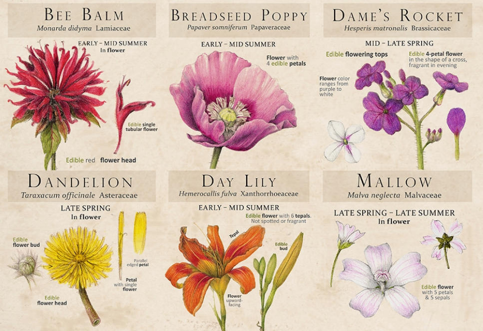 Botanical Arts 花卉版权