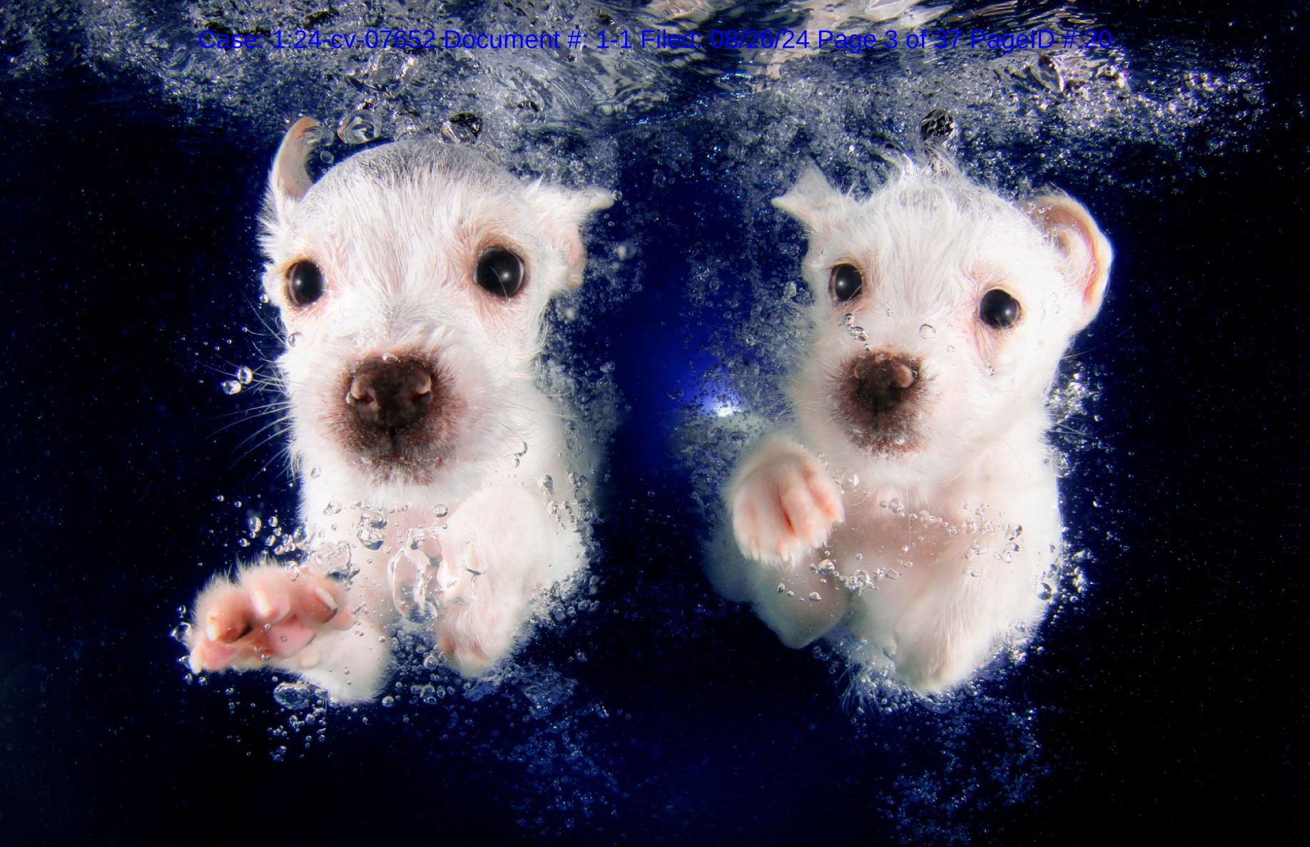 Seth Casteel 版权画